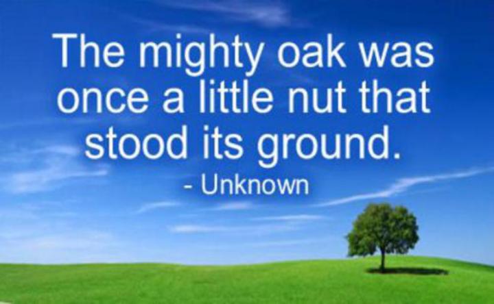 the mighty oak.