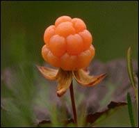 ViSi Arctic Cloudberry