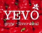 Yevo 43 International Foods MLM